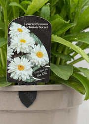 Leucanthemum 'Victorian Secret'