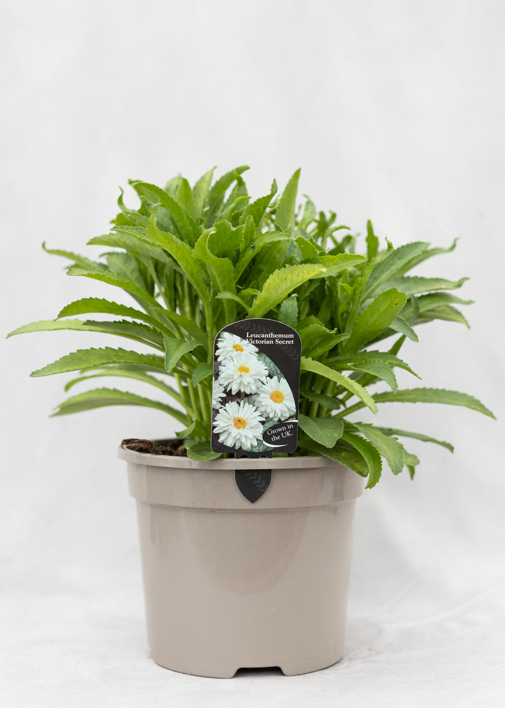 Leucanthemum 'Victorian Secret'