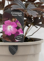 Geranium 'Stormy Night'