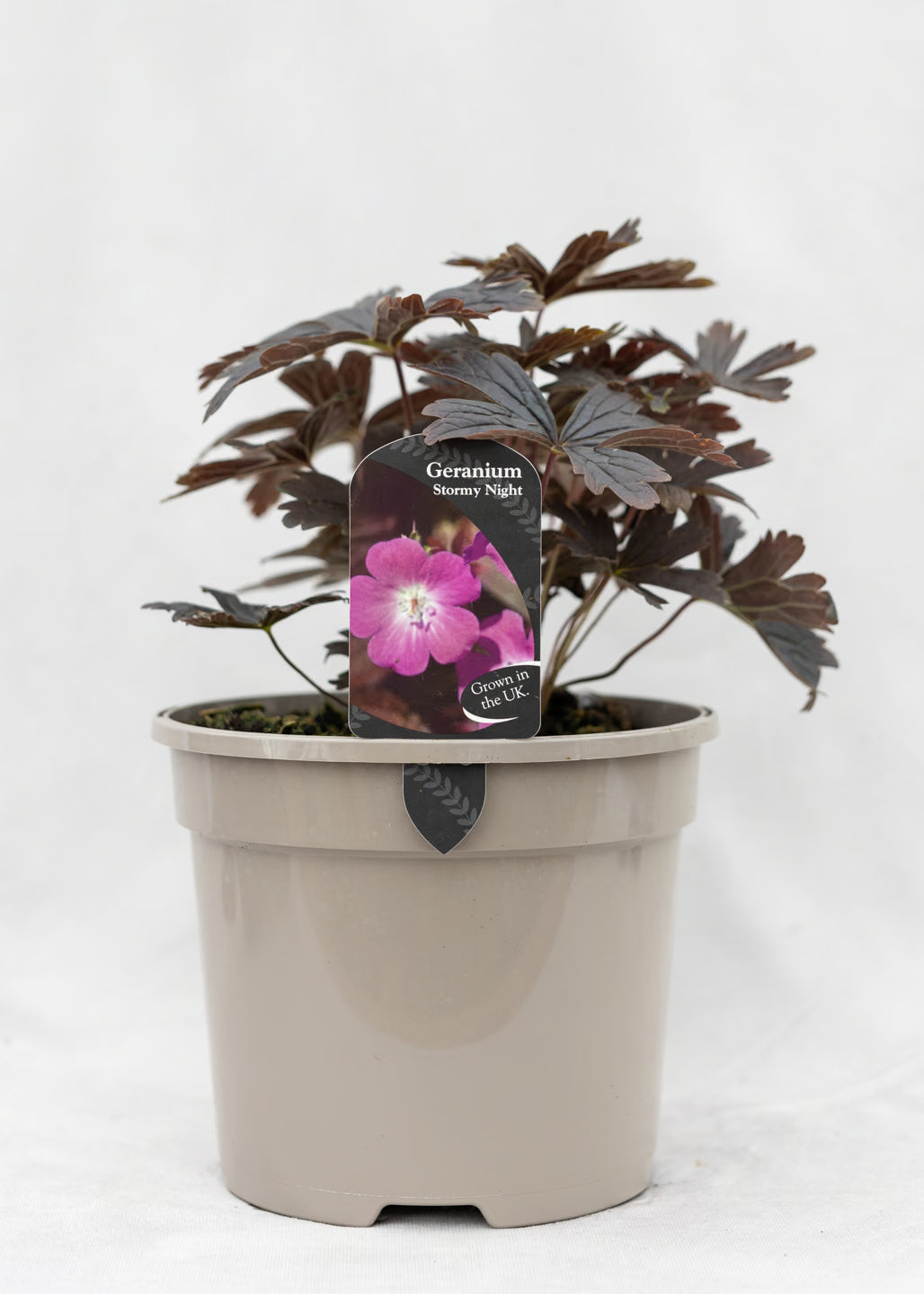 Geranium 'Stormy Night'
