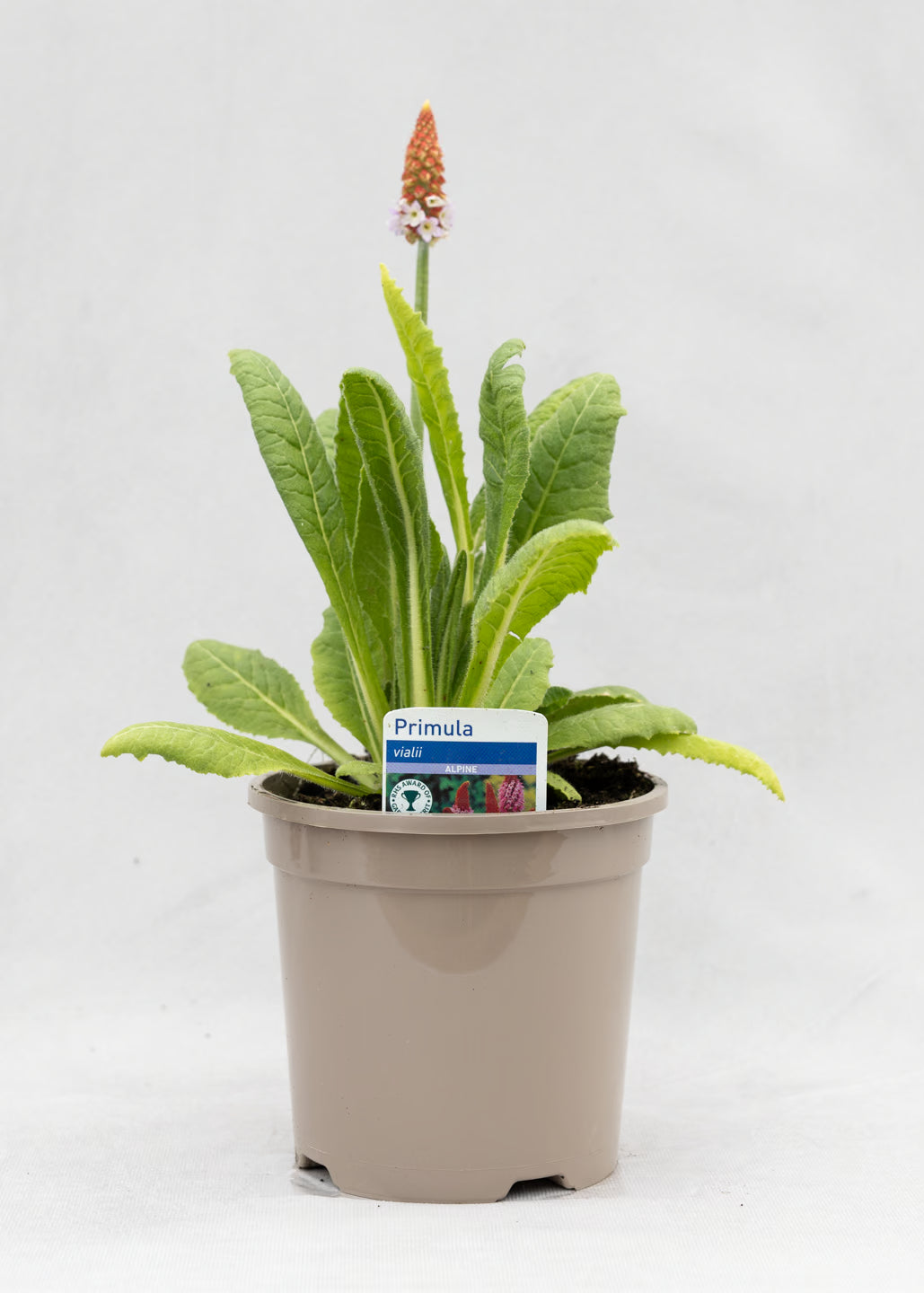 Primula vialii 'Red Hot Poker'