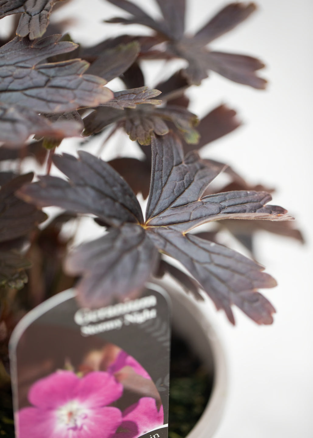 Geranium 'Stormy Night'