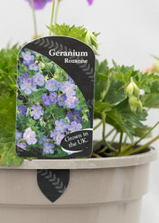 Geranium 'Rozanne'
