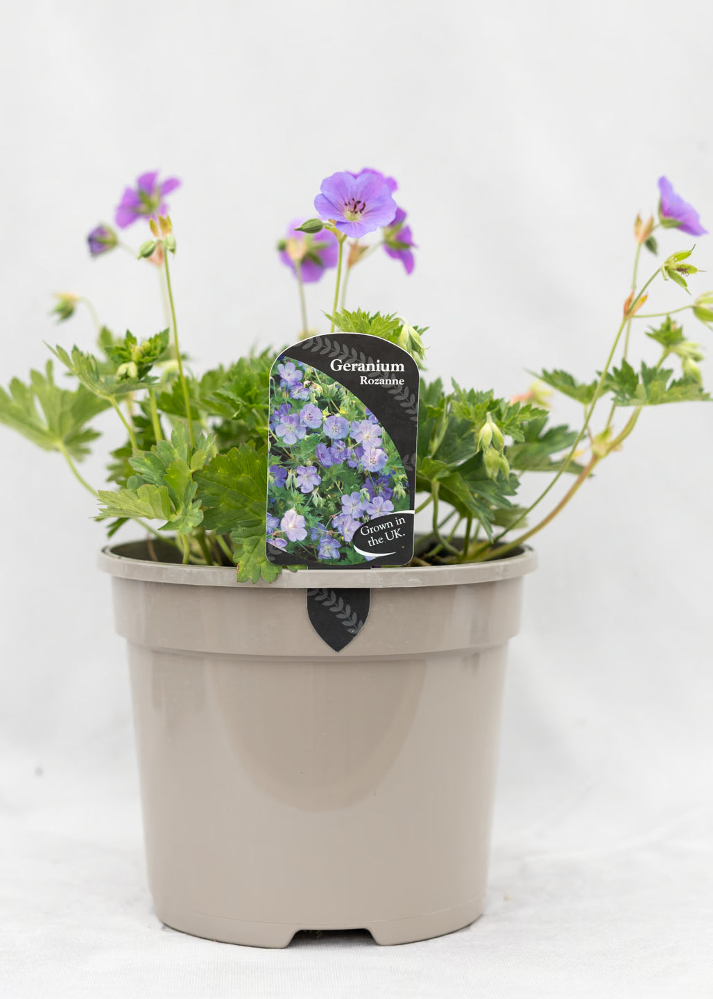 Geranium 'Rozanne'