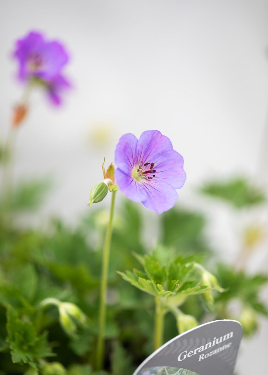 Geranium 'Rozanne'