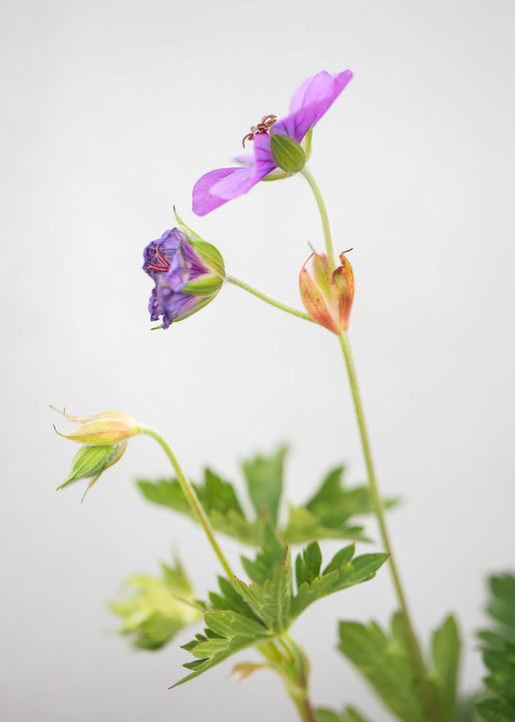 Geranium 'Rozanne'
