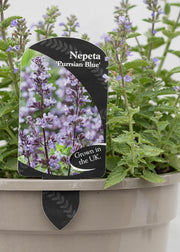 Nepeta 'Purrsian Blue'