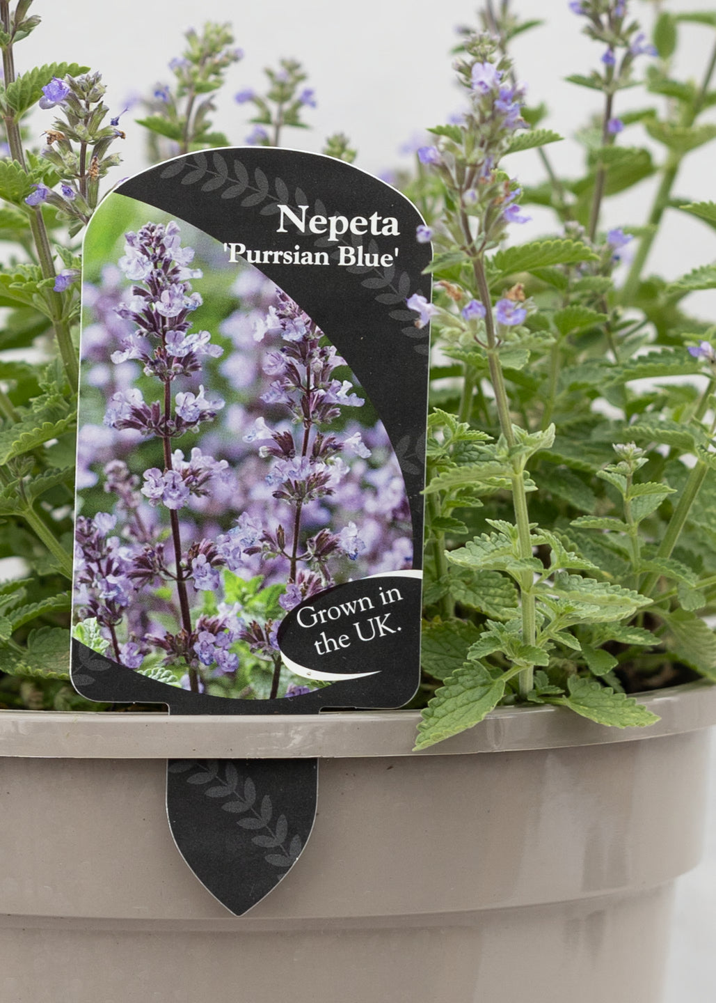 Nepeta 'Purrsian Blue'