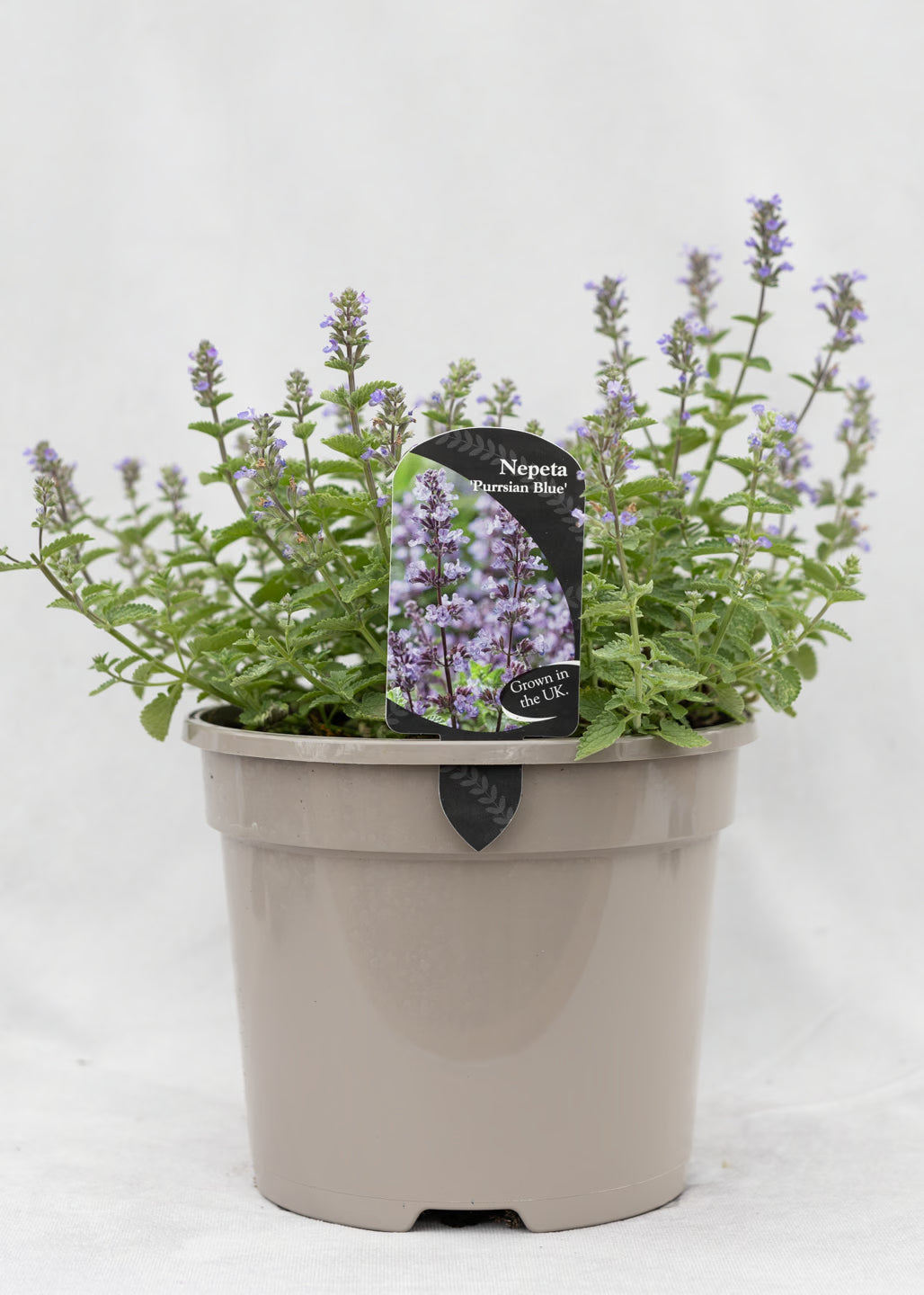 Nepeta 'Purrsian Blue'