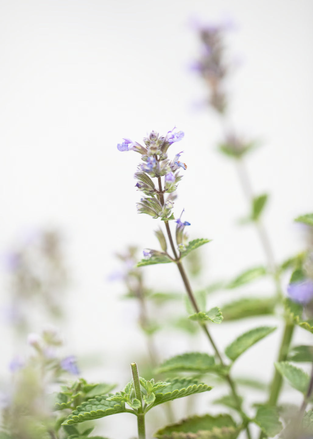 Nepeta 'Purrsian Blue'