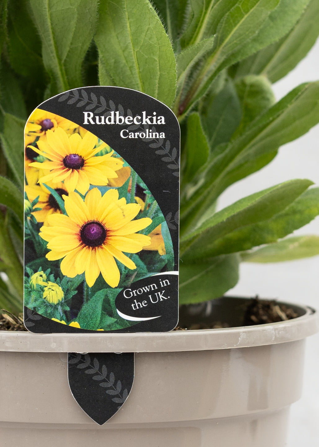 Rudbeckia 'Summerina Carolina'