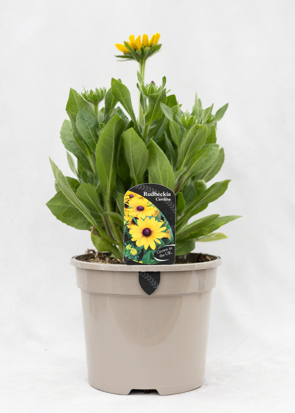 Rudbeckia 'Summerina Carolina'