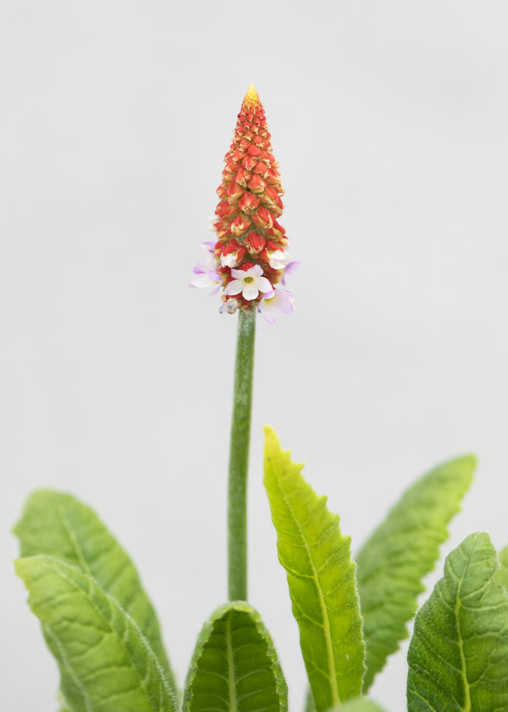 Primula vialii 'Red Hot Poker'