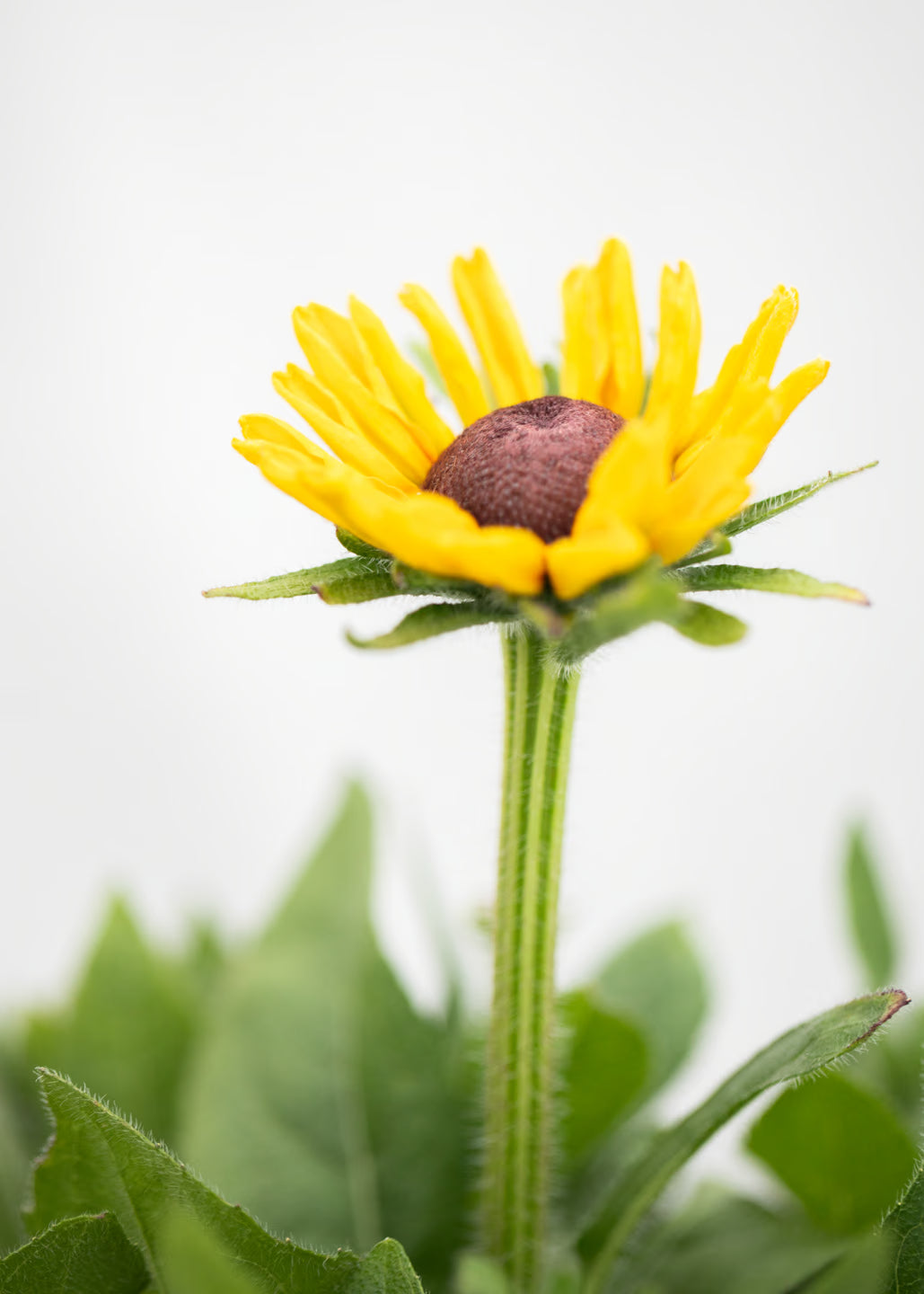 Rudbeckia 'Summerina Carolina'