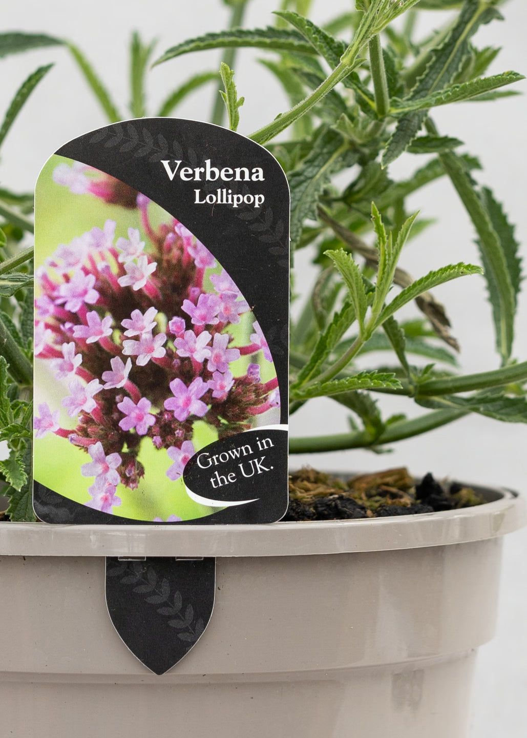 Verbena 'Lollipop'