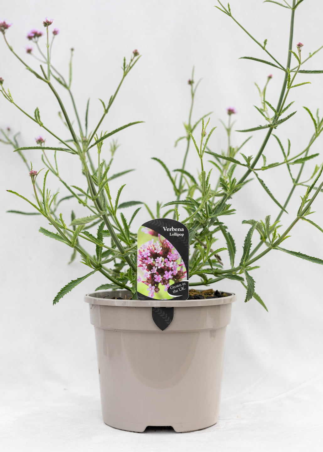 Verbena 'Lollipop'