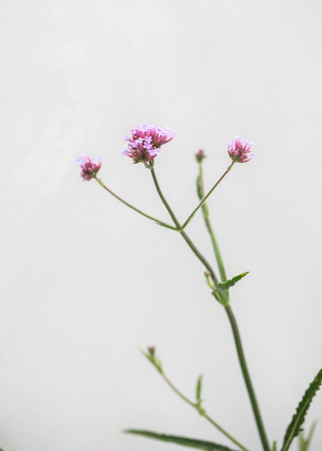 Verbena 'Lollipop'