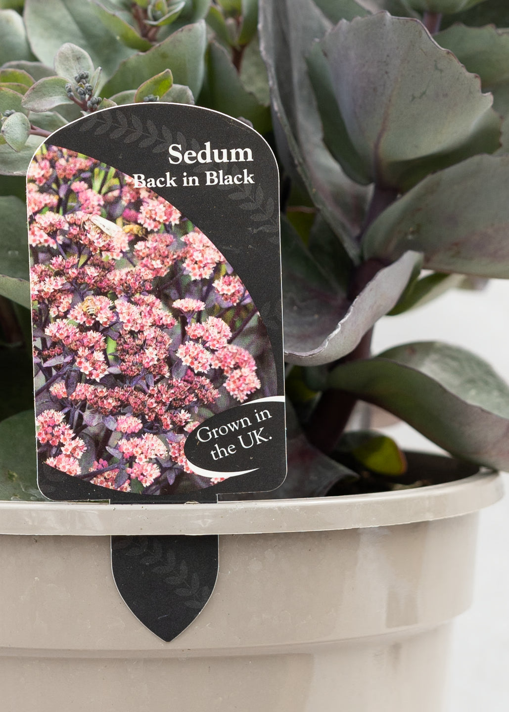 Sedum 'Back in Black'