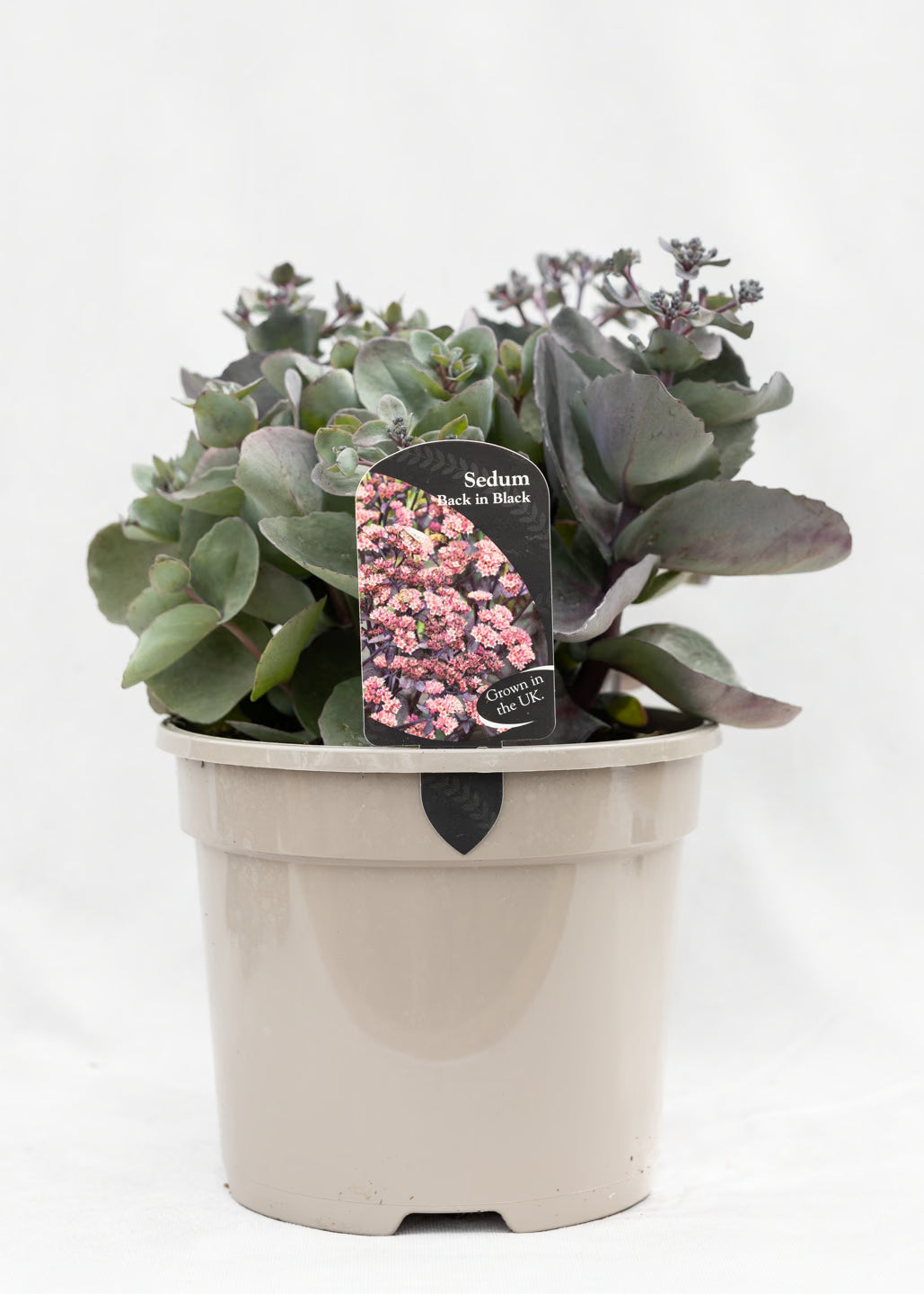 Sedum 'Back in Black'