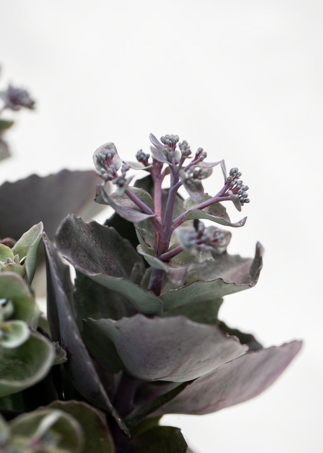Sedum 'Back in Black'