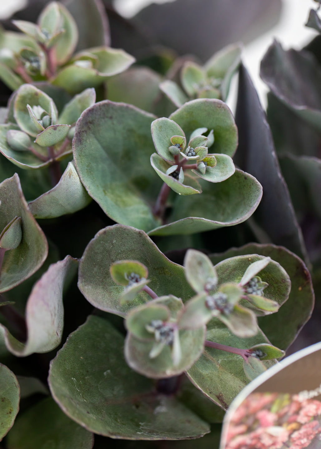 Sedum 'Back in Black'