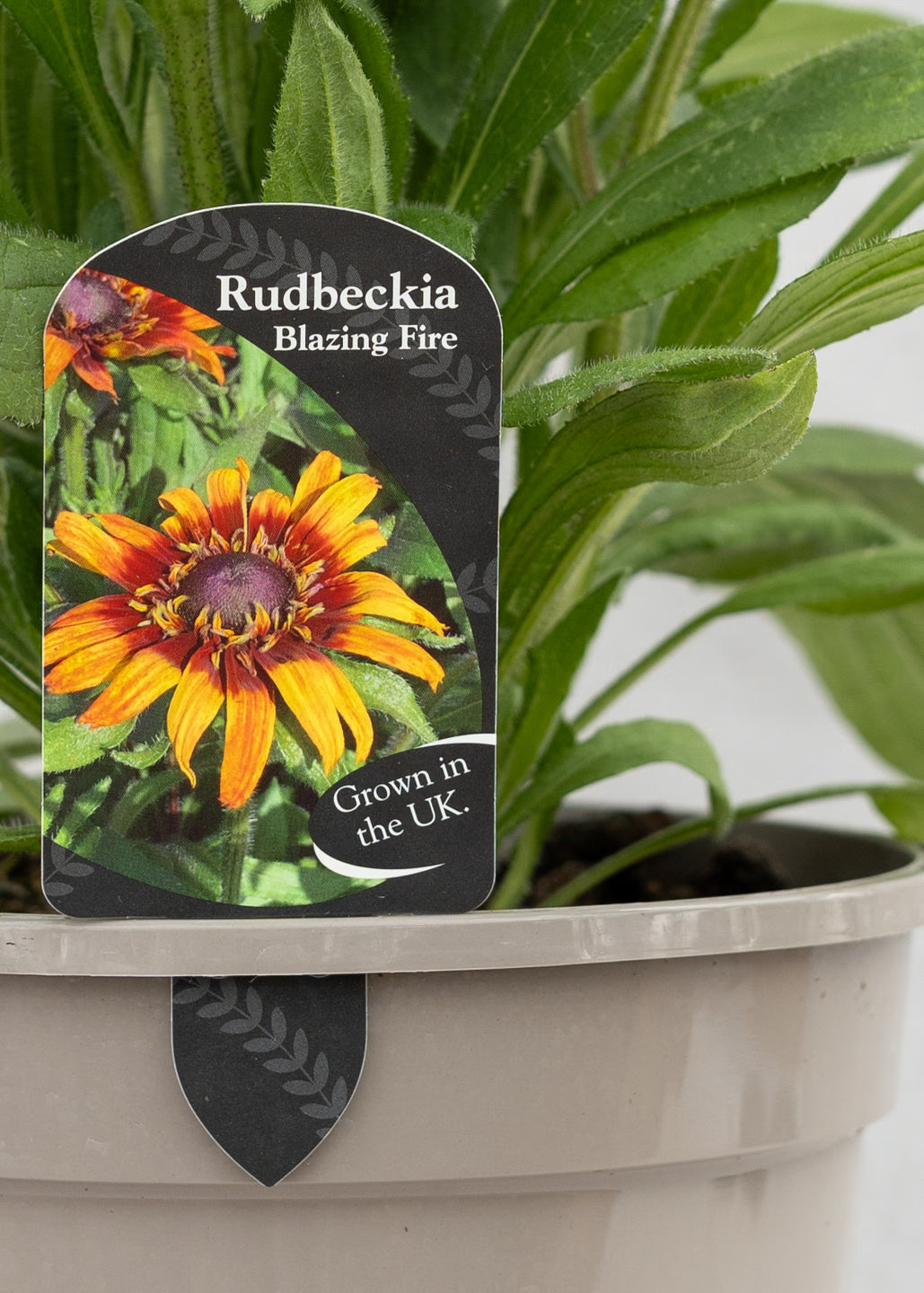Rudbeckia 'Summerina Blazing Fire'