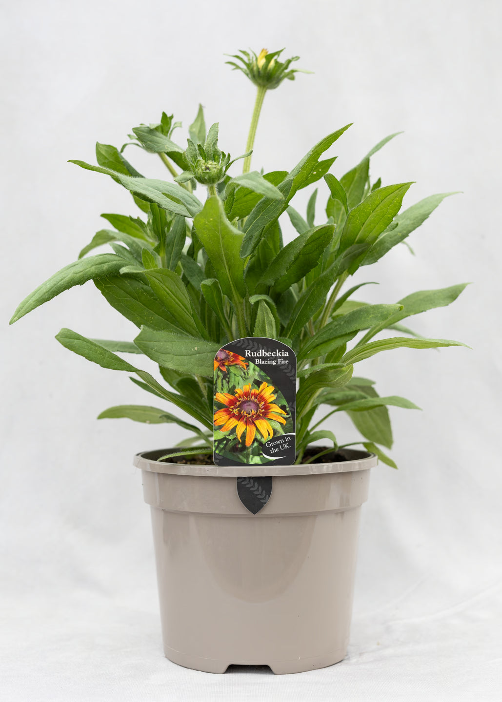Rudbeckia 'Summerina Blazing Fire'