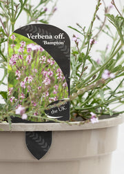 Verbena 'Bampton'