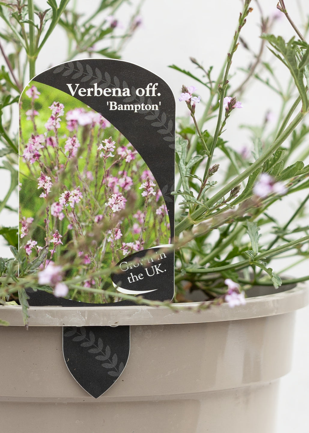 Verbena 'Bampton'