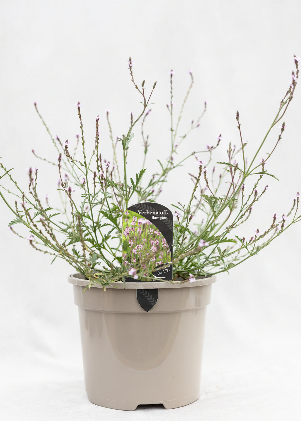 Verbena 'Bampton'