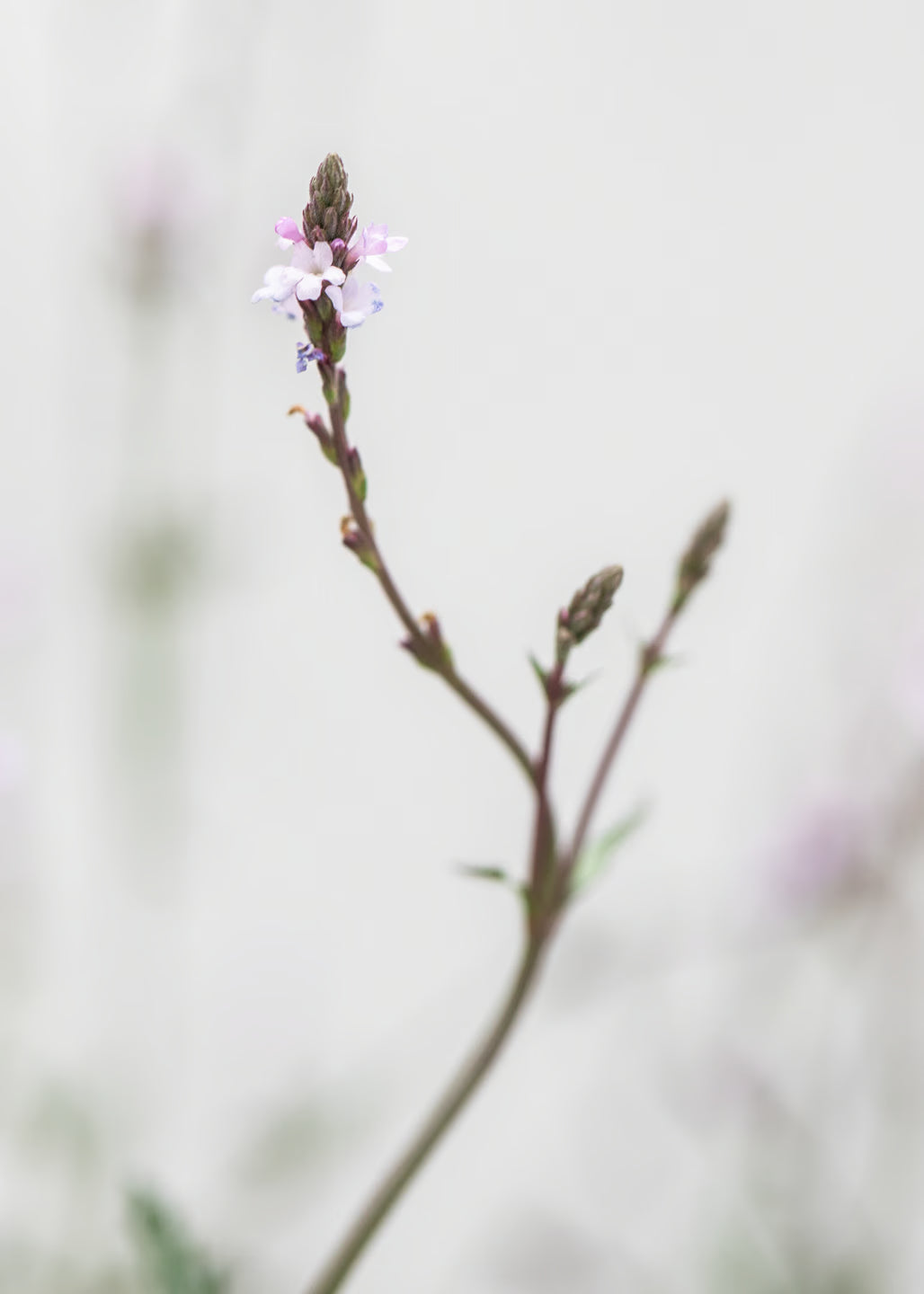 Verbena 'Bampton'