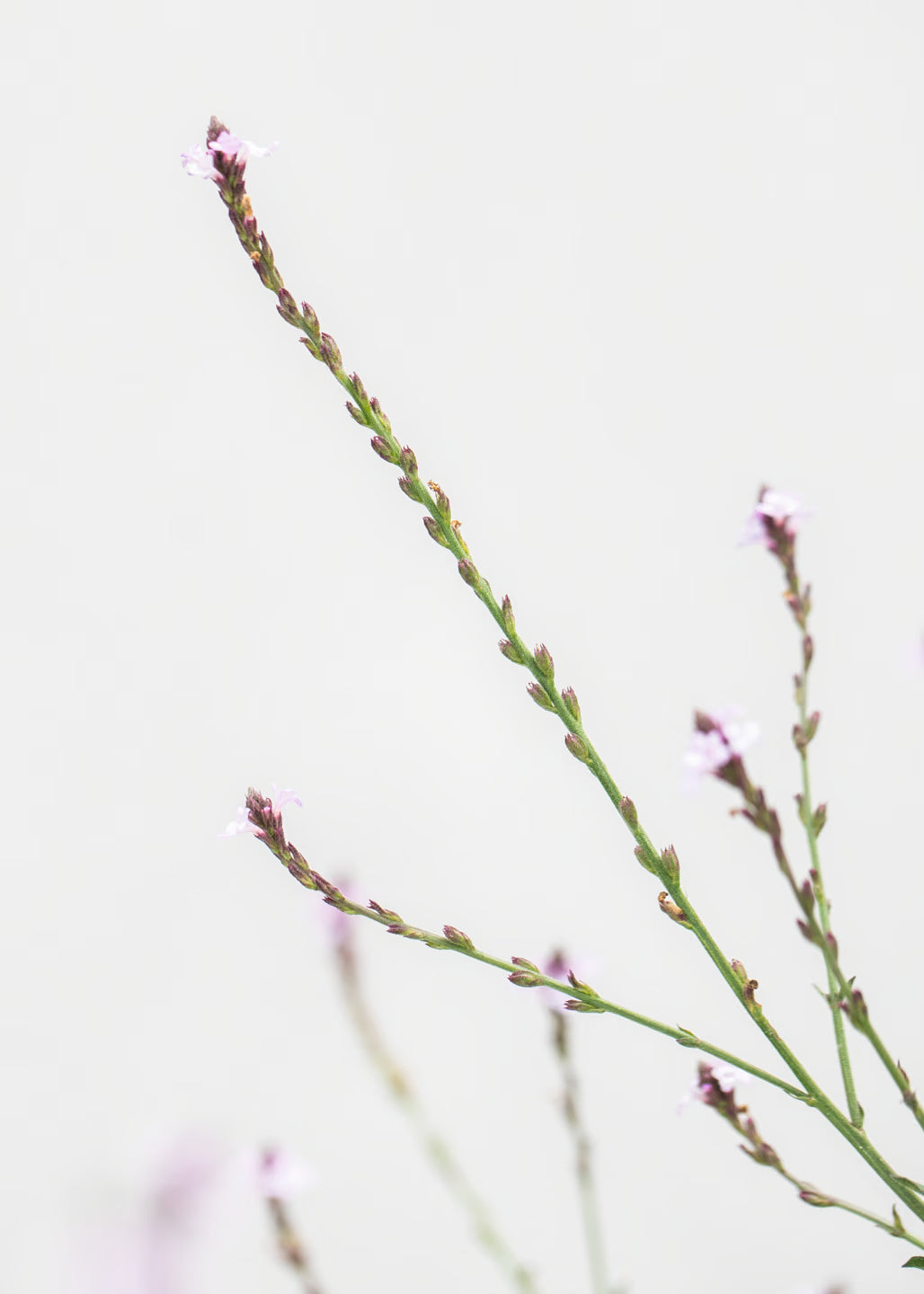 Verbena 'Bampton'