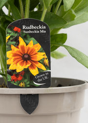 Rudbeckia 'Sunbeckia Mia'