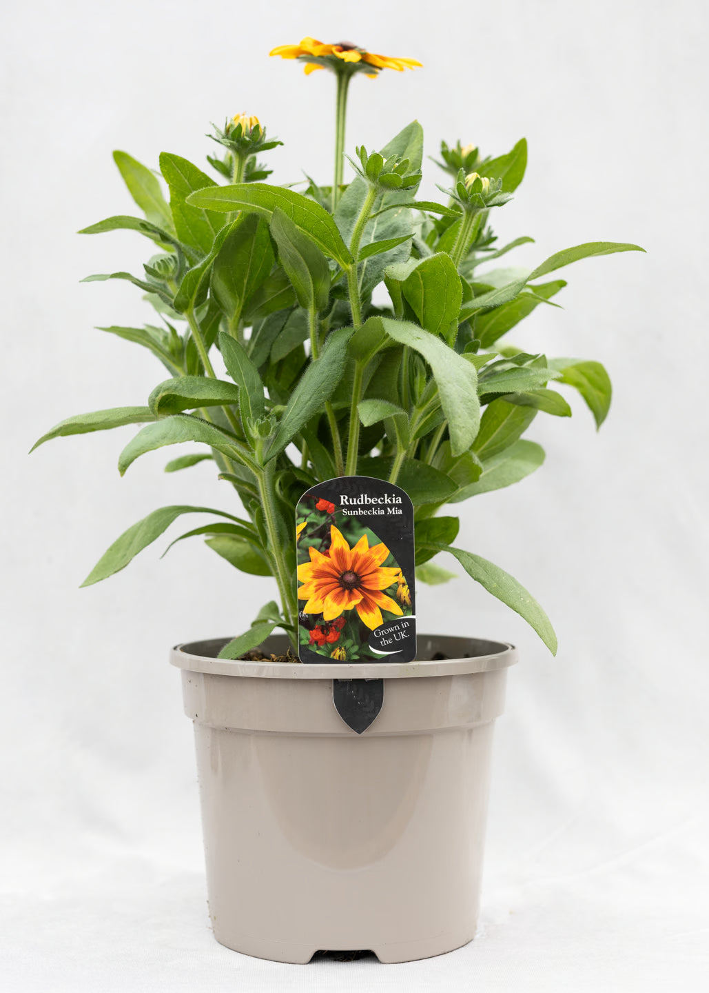 Rudbeckia 'Sunbeckia Mia'