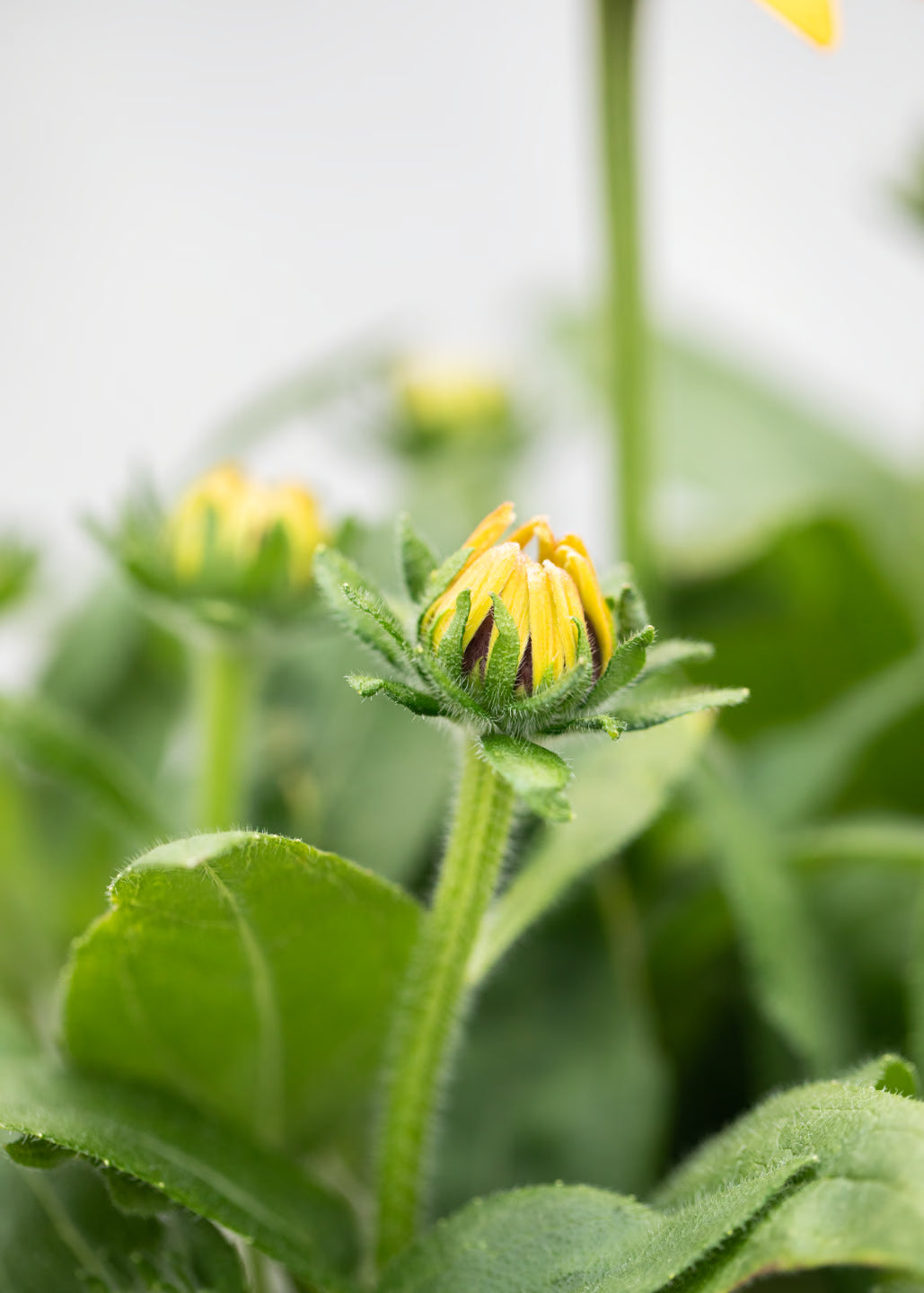 Rudbeckia 'Sunbeckia Mia'