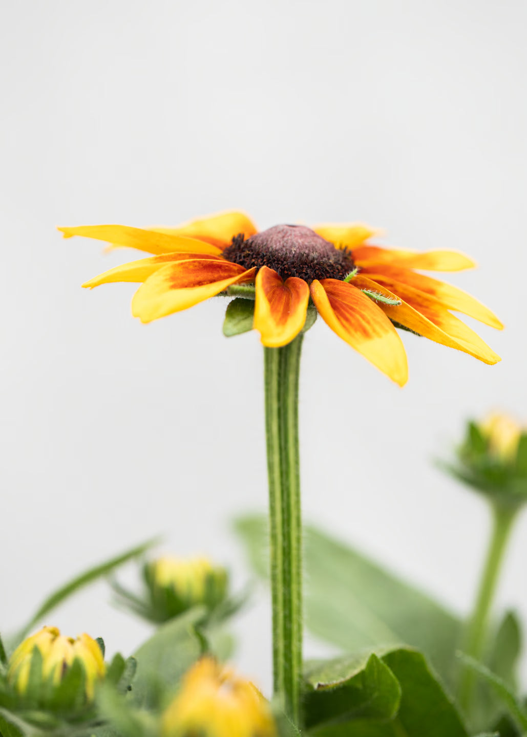 Rudbeckia 'Sunbeckia Mia'
