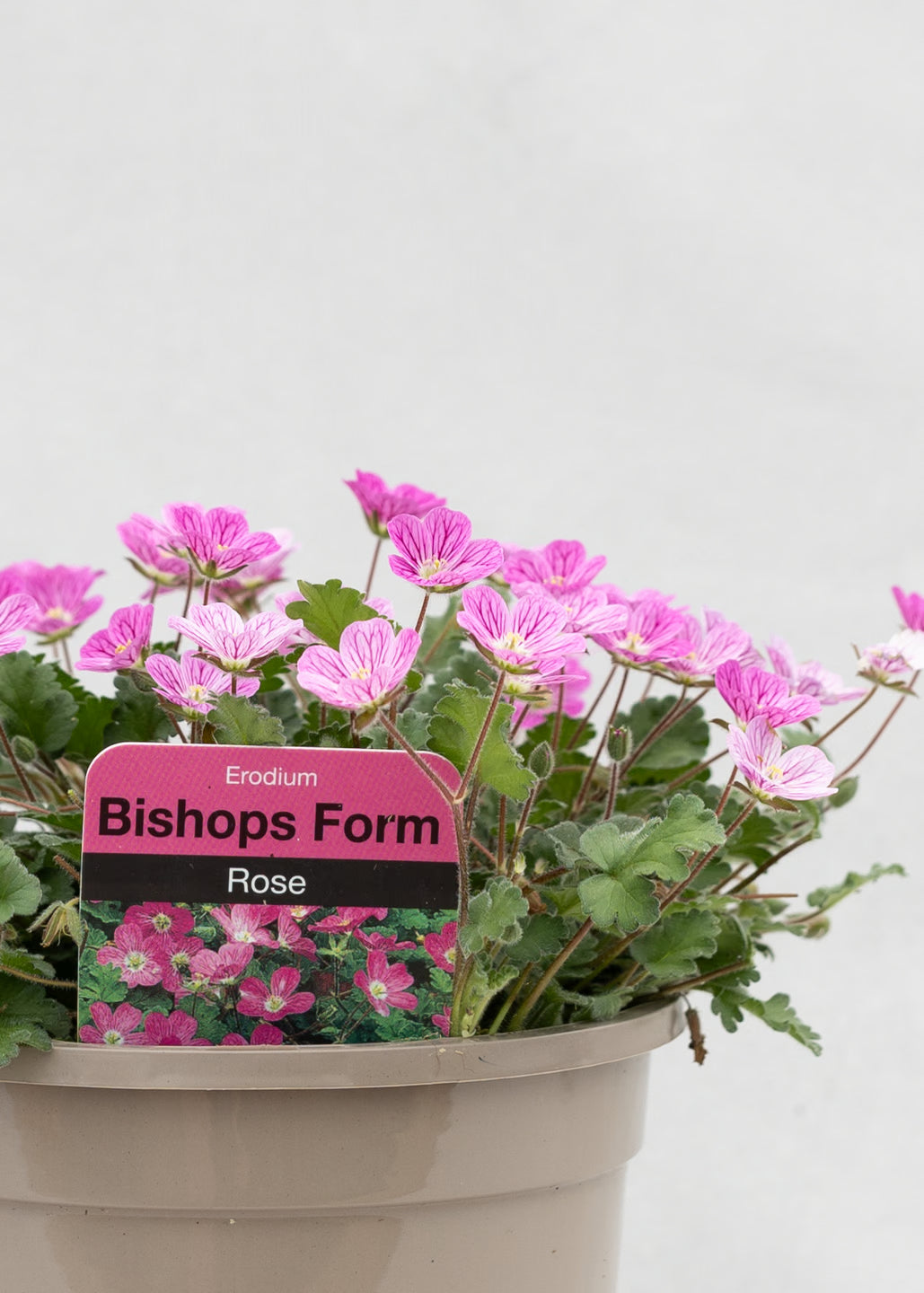 Erodium 'Bishop Form'