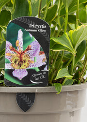 Tricyrtis 'Autumn Glow'
