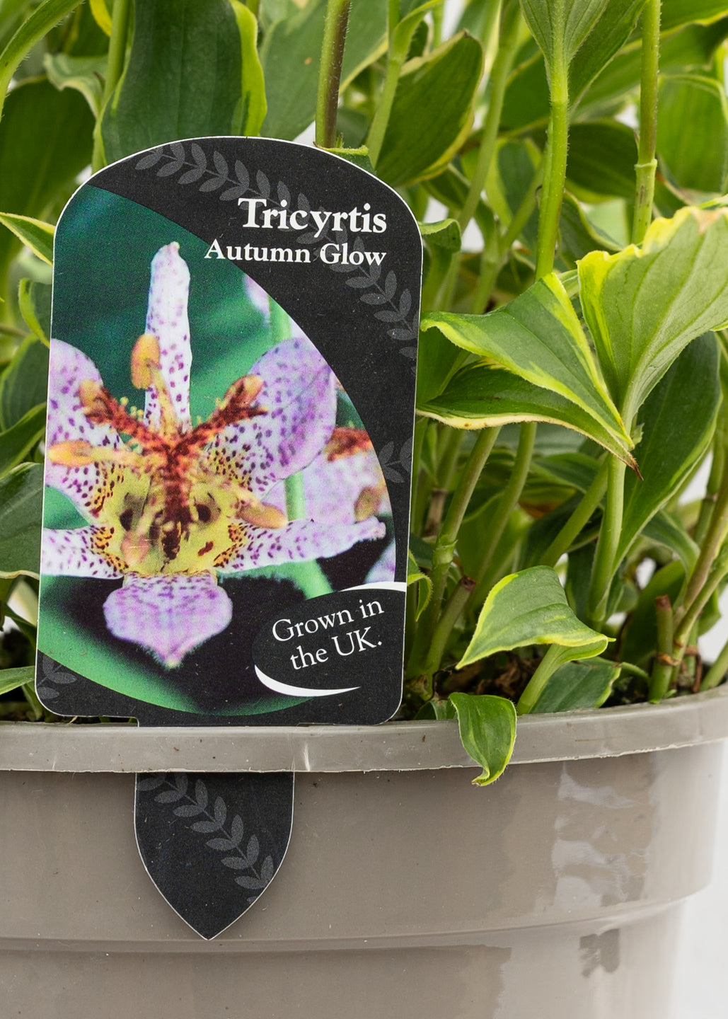 Tricyrtis 'Autumn Glow'