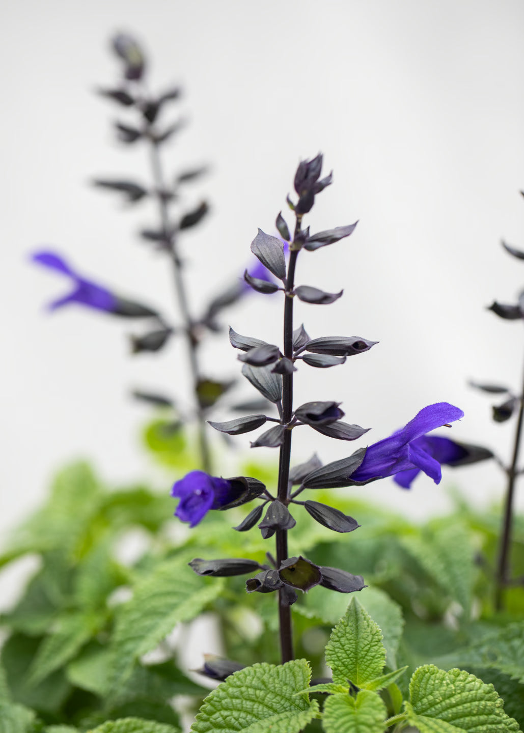 Salvia hybrida 'Lake Onega'