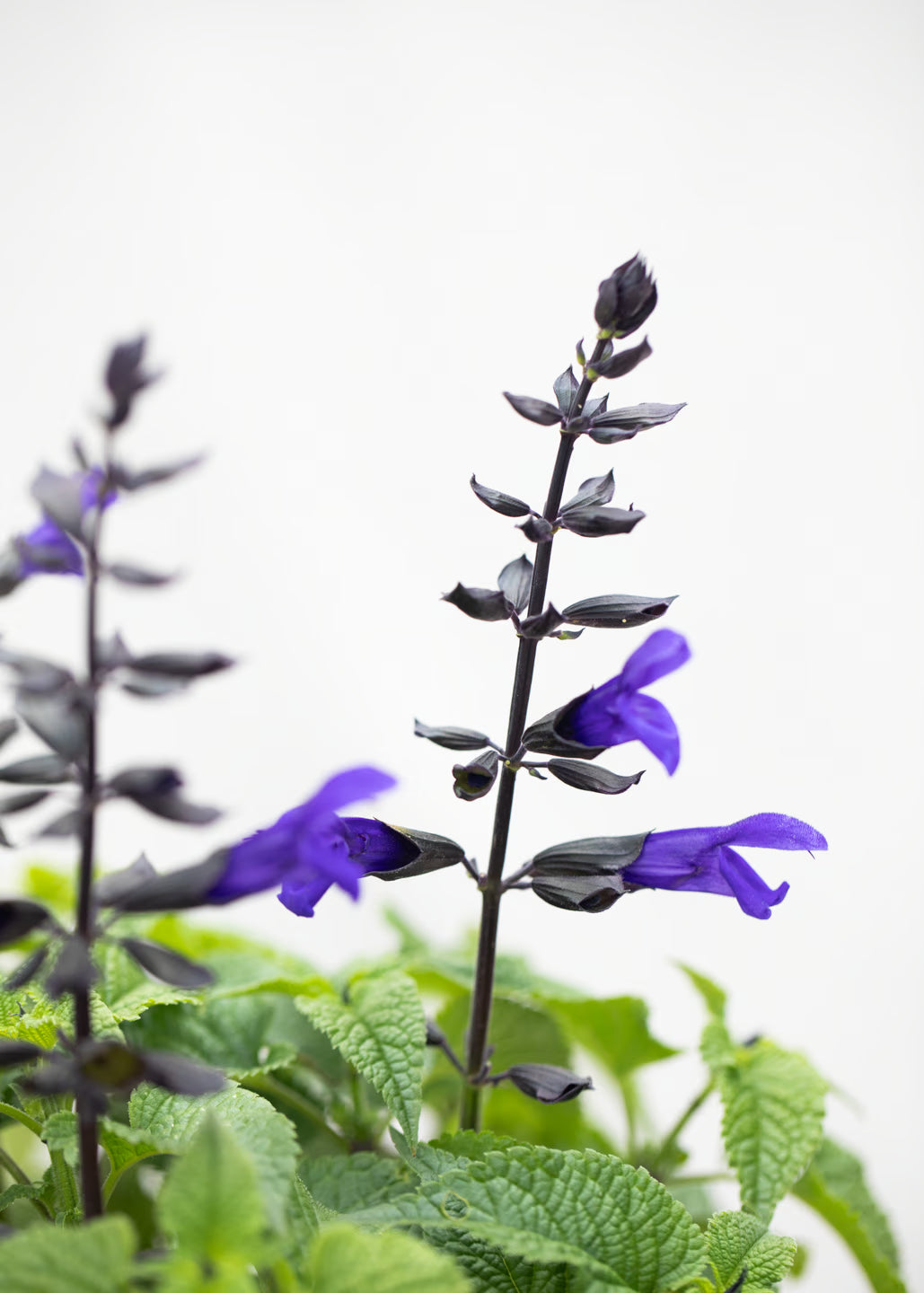 Salvia hybrida 'Lake Onega'