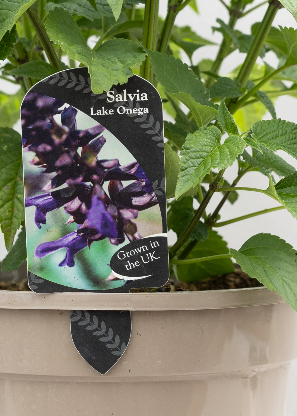 Salvia hybrida 'Lake Onega'