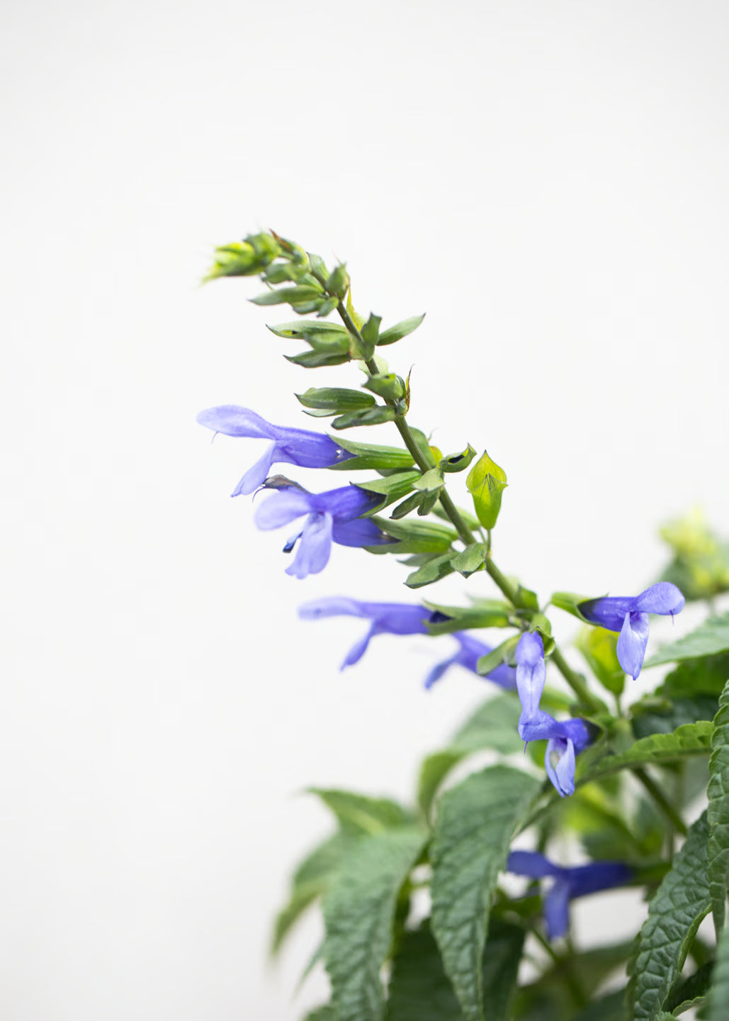 Salvia hybrida 'Lake Como'