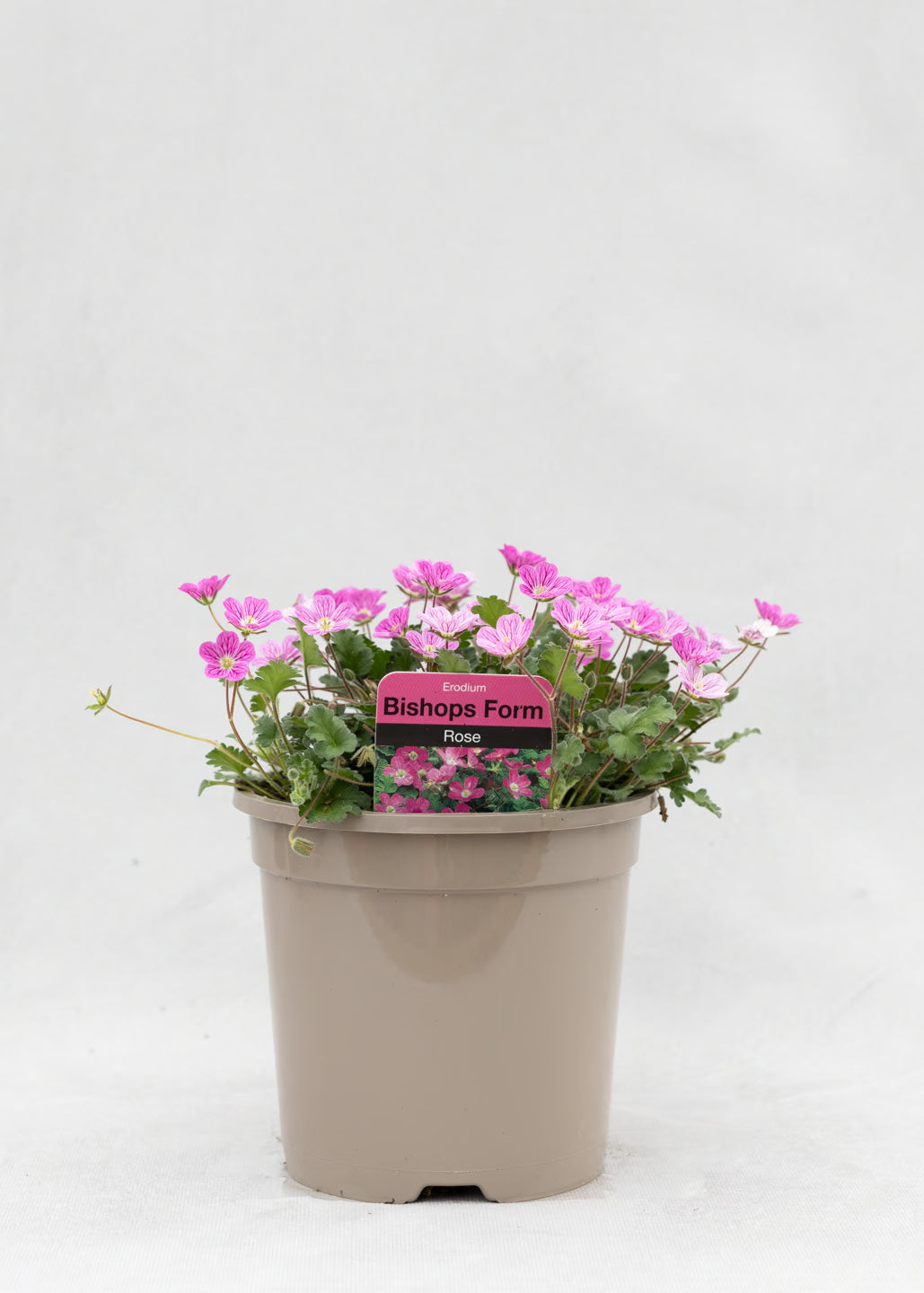 Erodium 'Bishop Form'