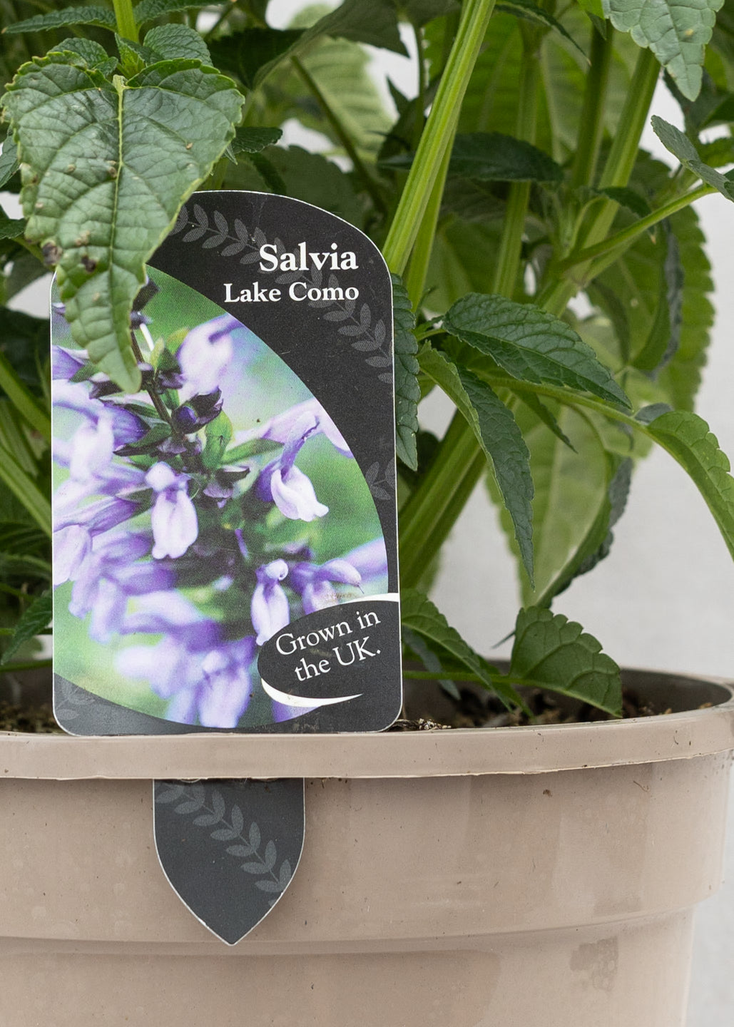 Salvia hybrida 'Lake Como'