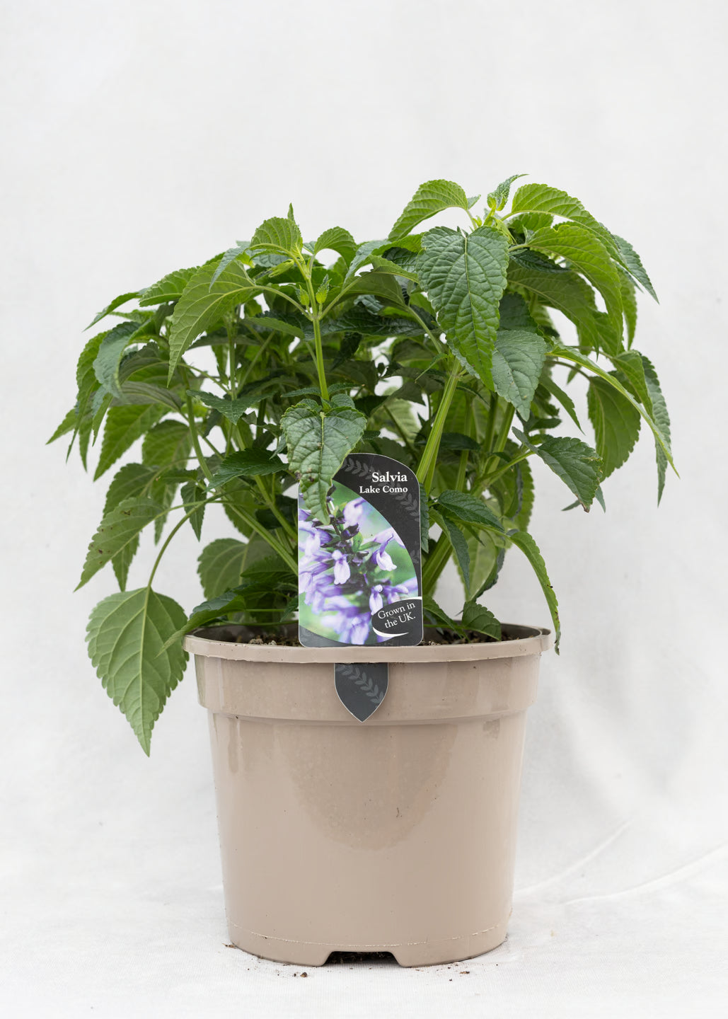 Salvia hybrida 'Lake Como'