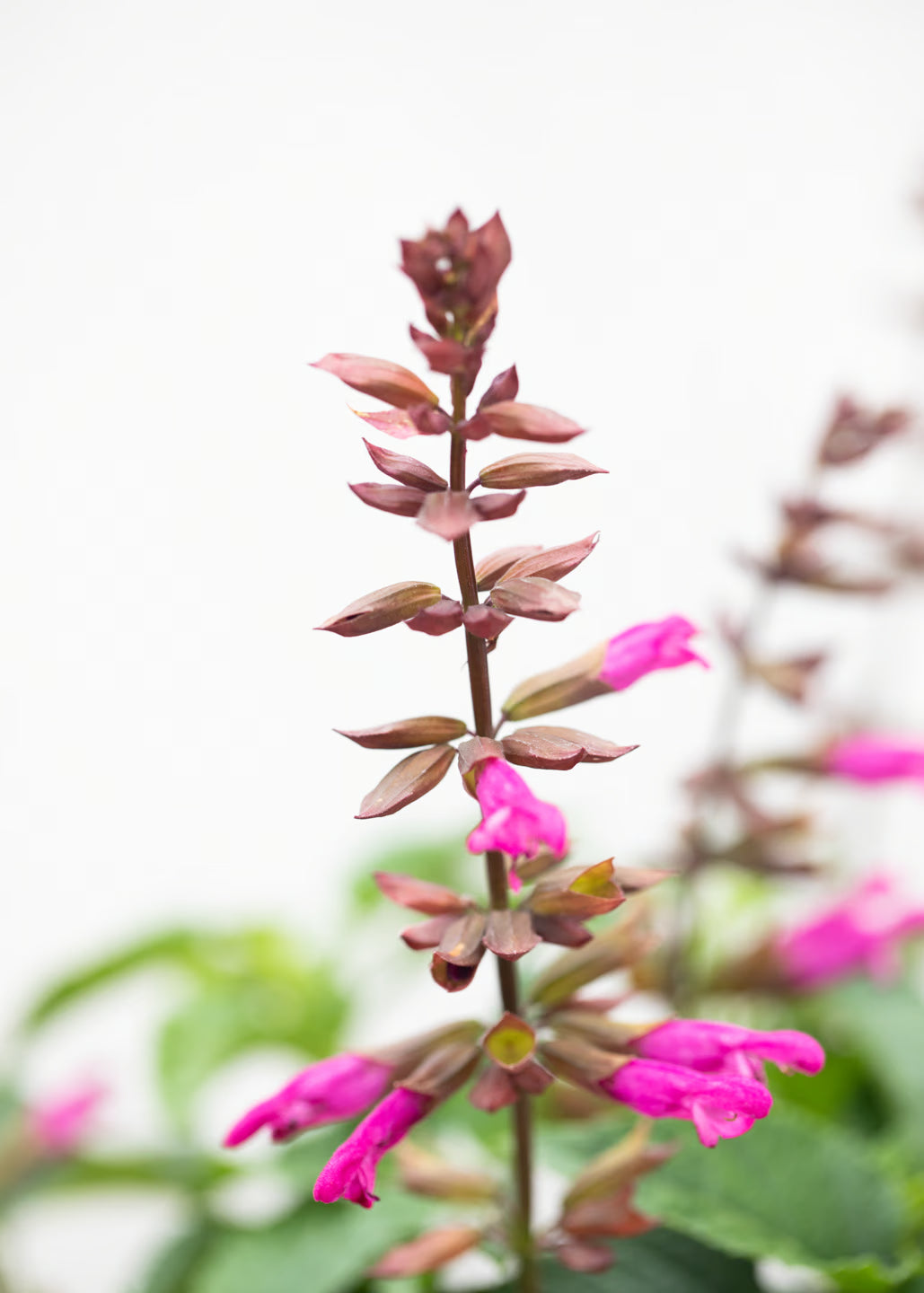 Salvia hybrida 'Lake Garda'