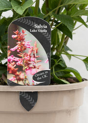 Salvia hybrida 'Lake Garda'