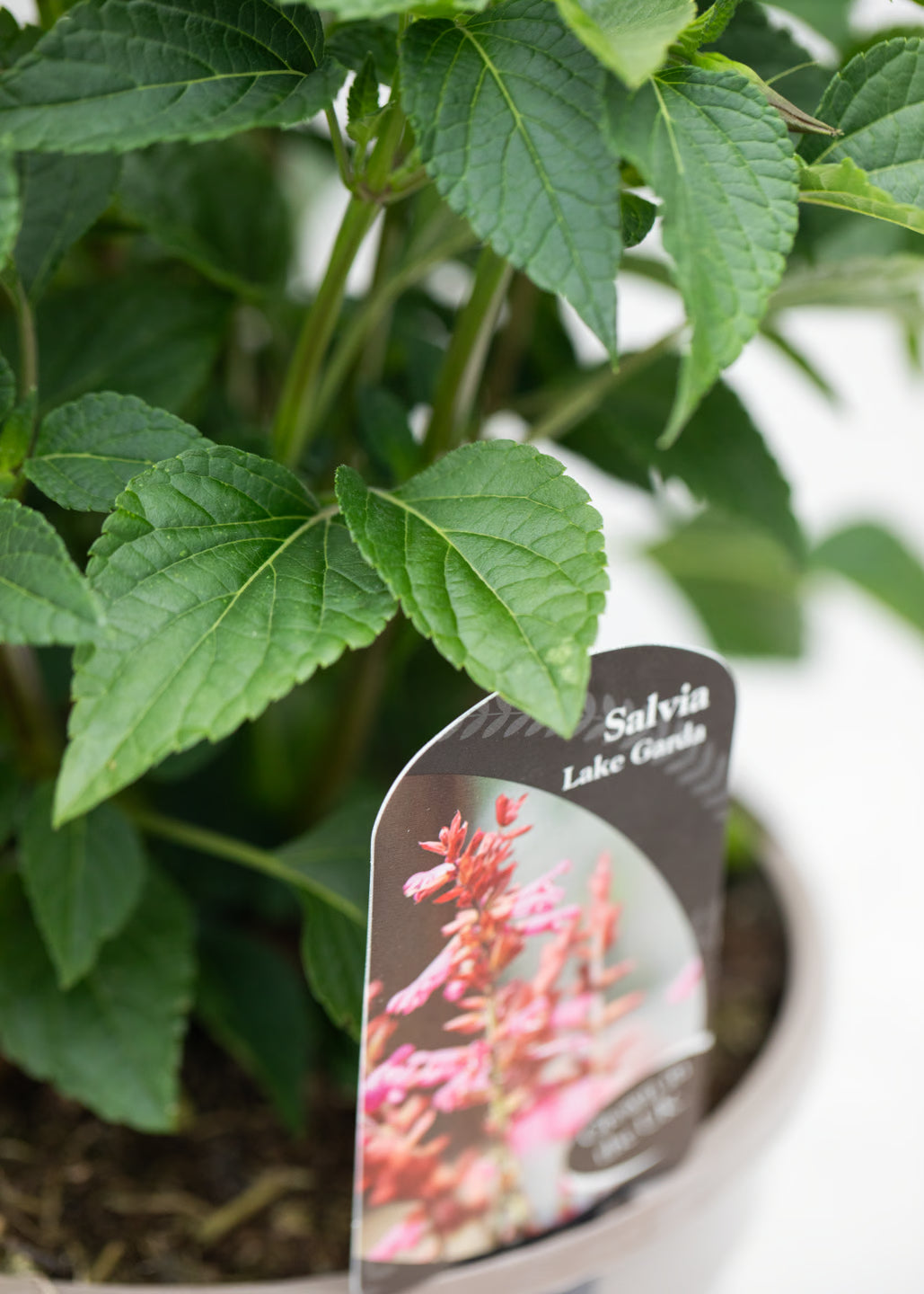 Salvia hybrida 'Lake Garda'