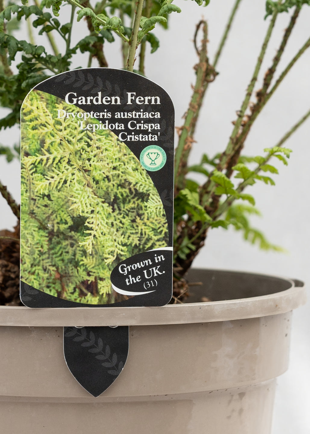 Dryopteris austrica 'Lepidota Crispa Cristata'